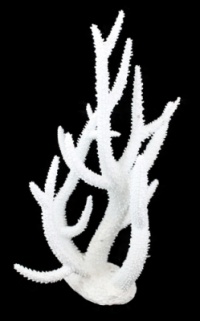NEW ** Aqua One White Coral Staghorn (27x13x32cm) Aquarium Decor